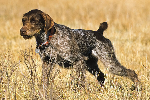 German Wirehaired Pointer dog Training and Exercise