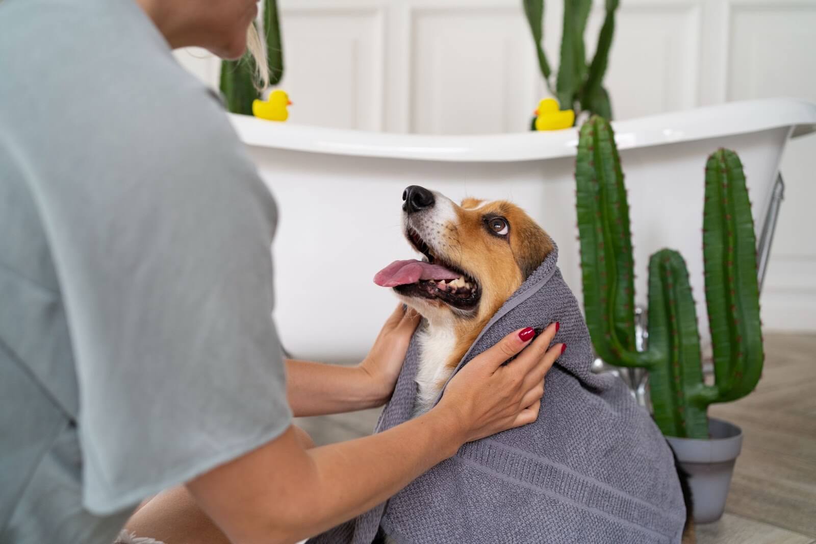 Guide to Pampered Pets Grooming