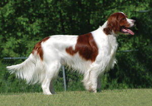 Irish Red and White Setter dog breed