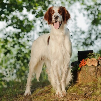 Irish Red and White Setter Dog Physical Characteristics