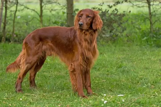 Irish Setter Dog Health Issues