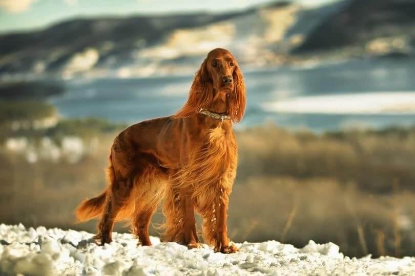 Irish Setter Physical Characteristics