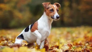Jack Russell Terrier Dog breed