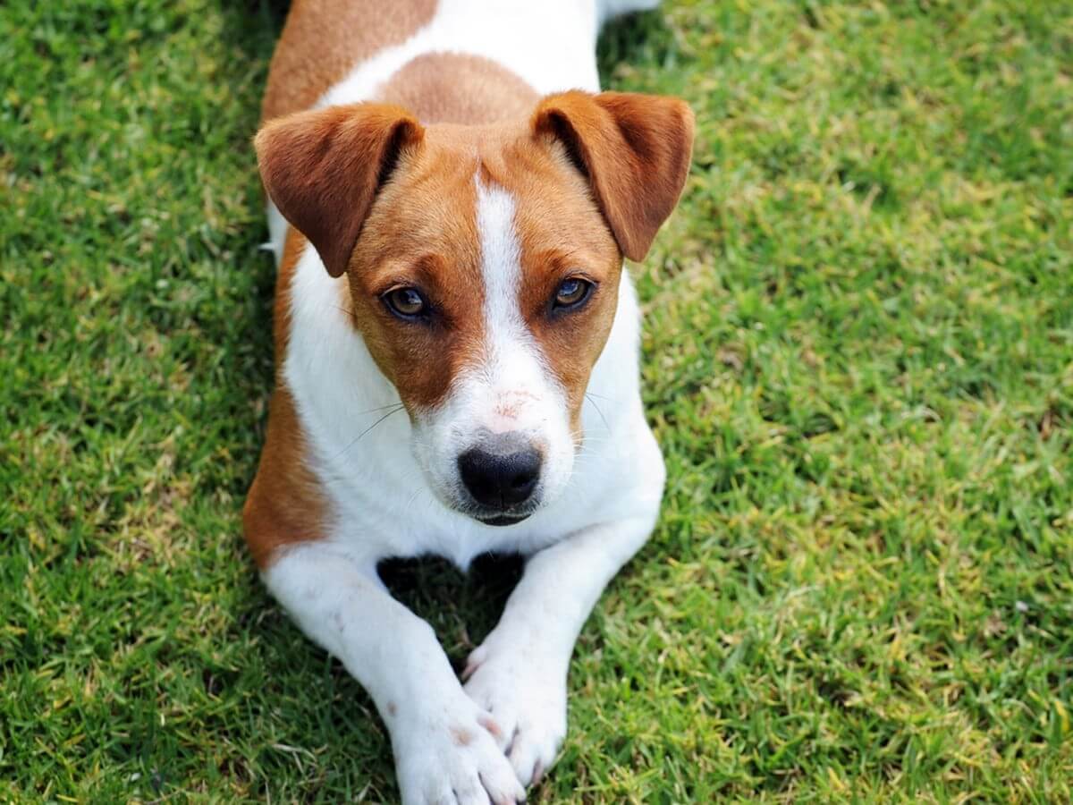 Jack Russell Terrier Dog Traits, Care, Lifespan Animal Gator