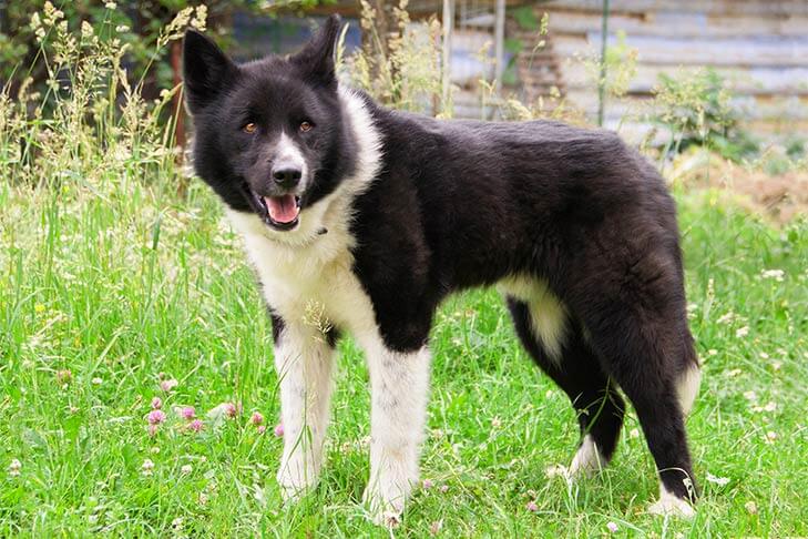 Karelian Bear Dog Training and Exercise