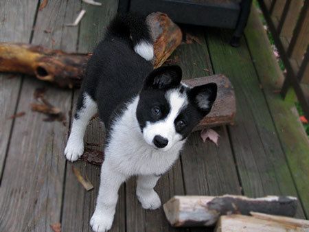 Karelian Bear Dog Characteristics