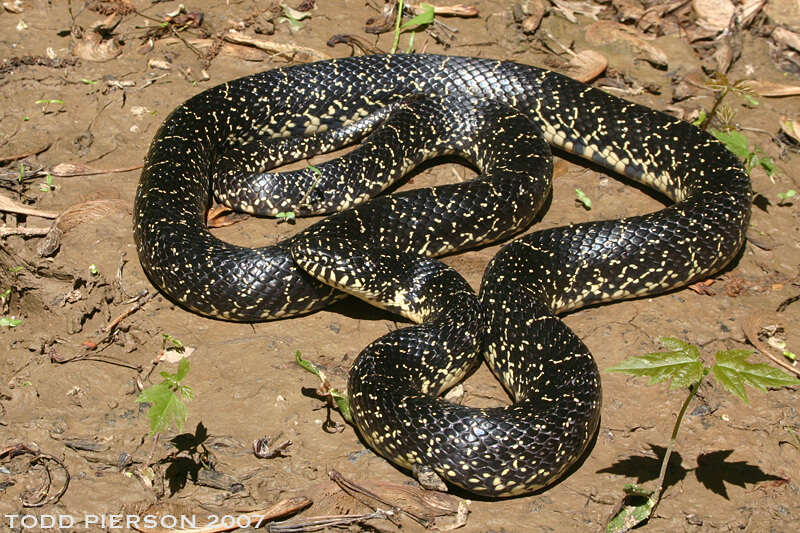 King Snake (Lampropeltis getula)