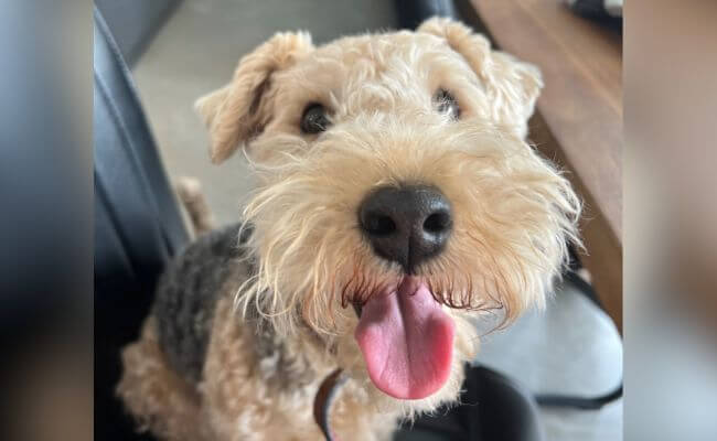 Lakeland Terrier Dog: Traits, Care, Health, and Facts
