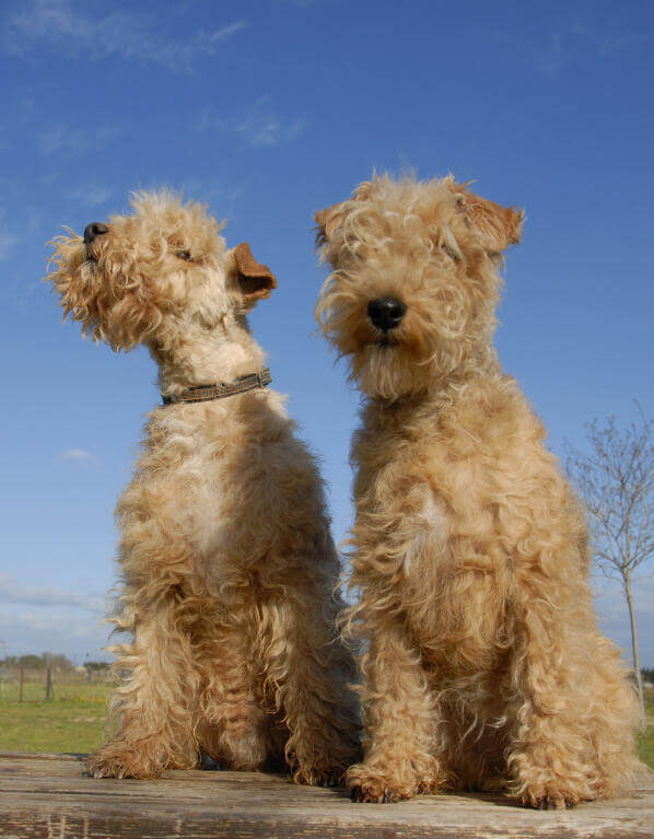 Lakeland Terrier Dog Diet and Nutrition