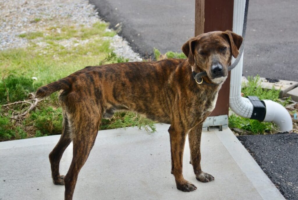 Mountain Cur Dog Training and Exercise