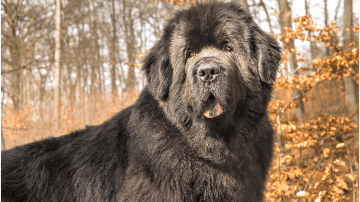 Newfoundland Dog: Breed Info, Temperament, and Care Guide - Animal Gator