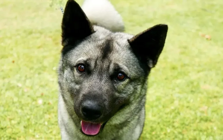 Norwegian Elkhound Dog Breed: Traits, Care, and History