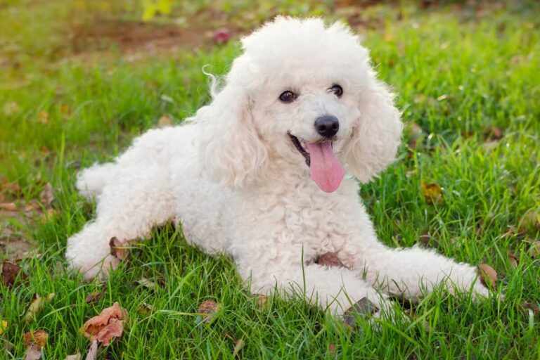 Poodle Dog Breed | Description, Temperament, Lifespan, & Facts