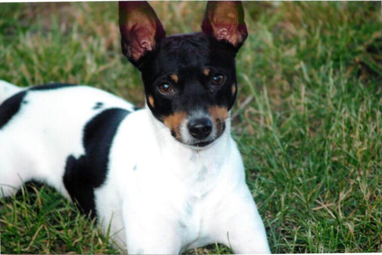 Discovering the Endearing Traits of a Rat Terrier Dog Breed