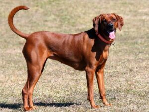 Redbone Coonhound Dog breed