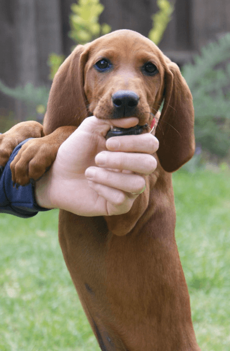 Redbone Coonhound Dog Characteristics