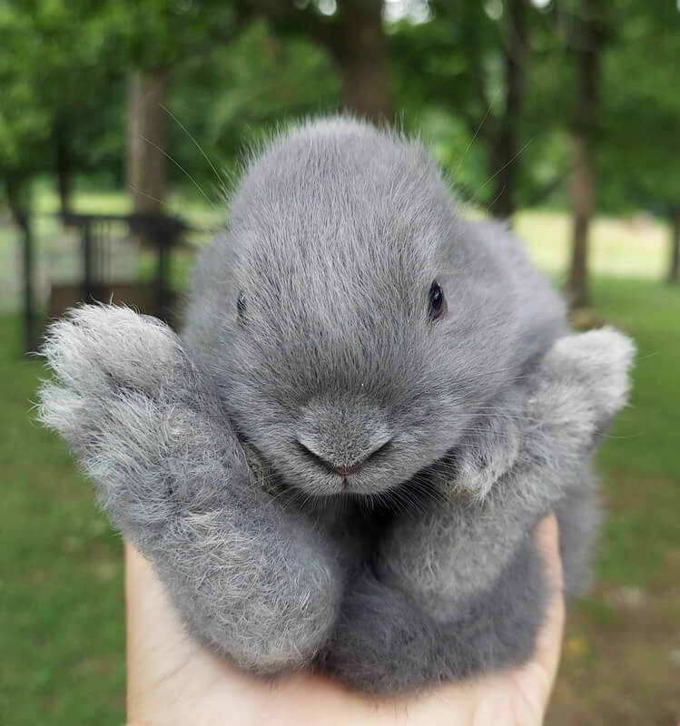 Silver Fox Rabbit