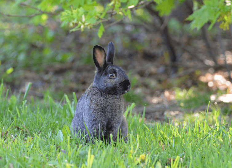 Discover the Silver Fox Rabbit Breed: Size, Temperament, and Care Guide