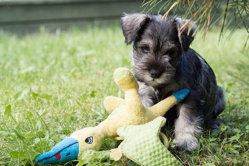 Snorkie dog breed