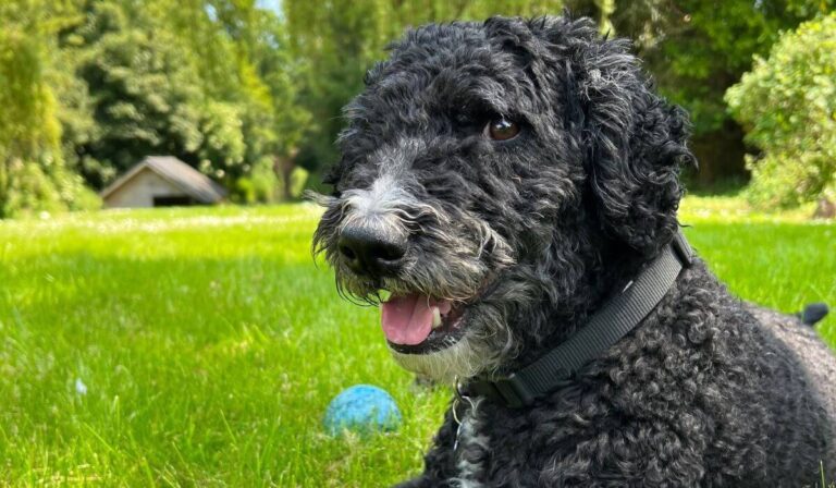 Spanish Water Dog: Traits, Care, and Fun Facts