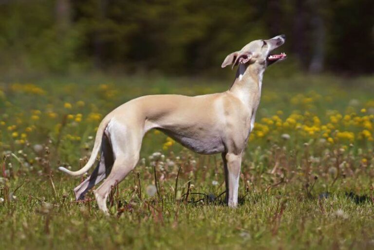 Whippet Dog Breed: Description, Temperament, Lifespan, & Facts
