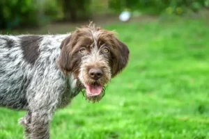 Wirehaired Pointing Griffon dog breed