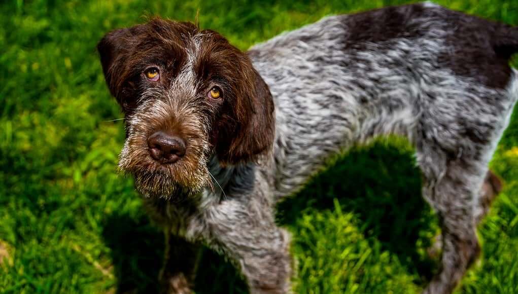Wirehaired Pointing Griffon dog Temperament