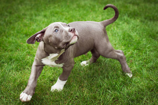 American Bulldog Dog Training and Exercise Needs