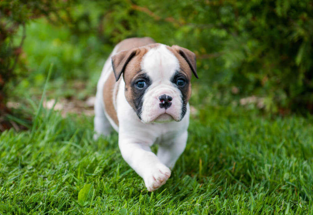 American Bulldog Dog