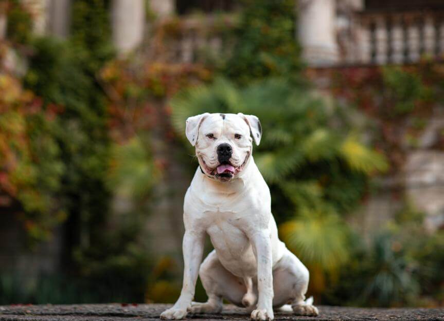 American Bulldog Dog Physical Characteristics