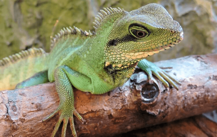 Top 15 Best Lizard Pets for Beginners and Enthusiasts