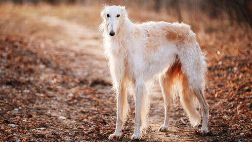 Borzoi Dog Breed: Description, Temperament, Lifespan & Facts
