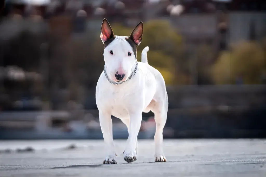Bull Terrier dog Physical Characteristics and Appearance