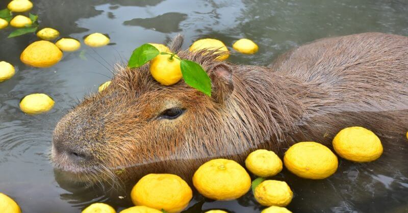 capybara facts