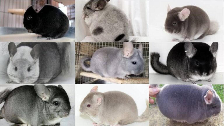 Chinchilla Colors: Comprehensive Guide to Beautiful Shades