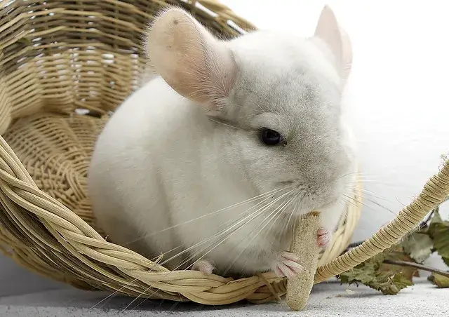 Top 20 Fun Facts About Chinchillas You Need to Know