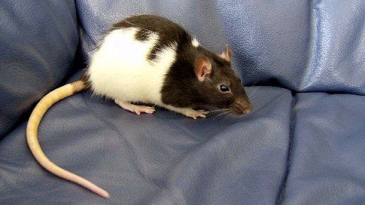 Tips for Naming Your Pet Rat