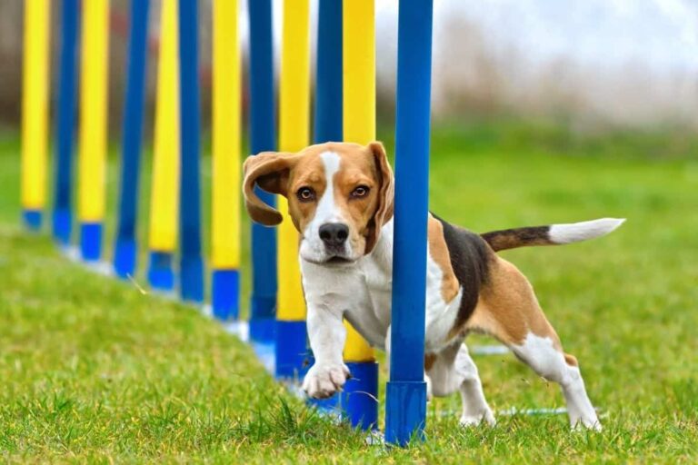 Top 10 Dog Sports: Fun Activities for Any Breed