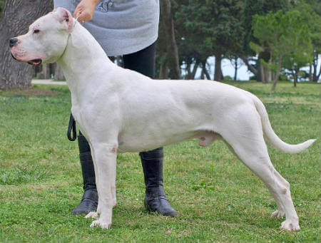 Dogo Argentino Dog