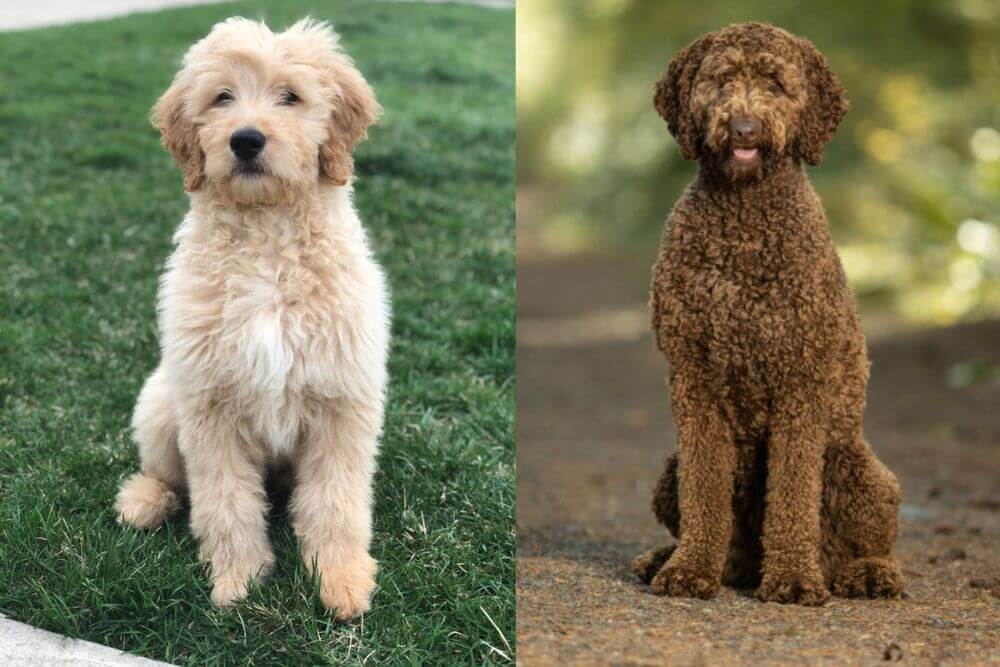 goldendoodle pros and cons