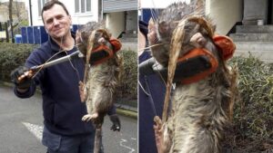 How Big Are Rats? Rat Size Comparison - Animal Gator