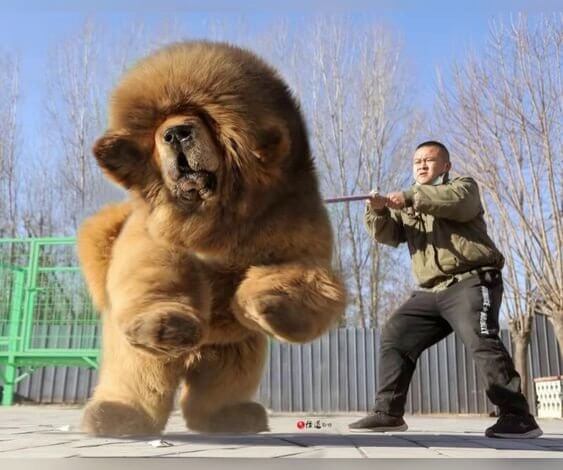 Can You Own a Tibetan Mastiff in the US?