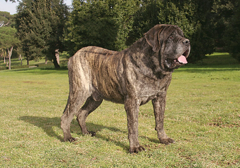 Mastiff Dog: Breed Info, Temperament, Lifespan, & Facts