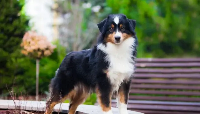 Miniature American Shepherd Dog Temperament and Personality Traits