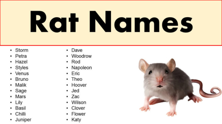 100+ Cute and Funny Pet Rat Names: The Ultimate Guide