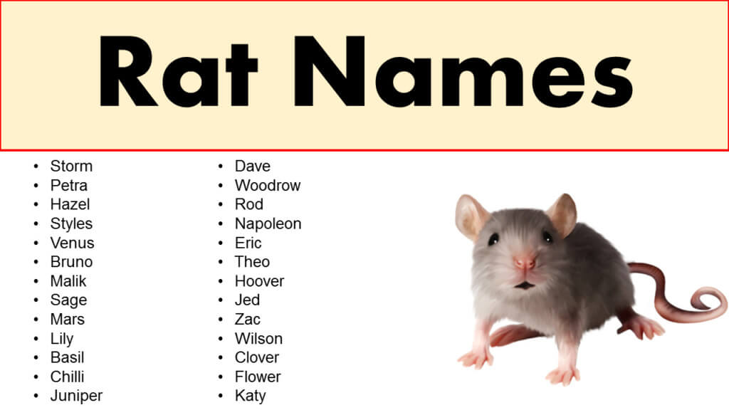 pet rat names