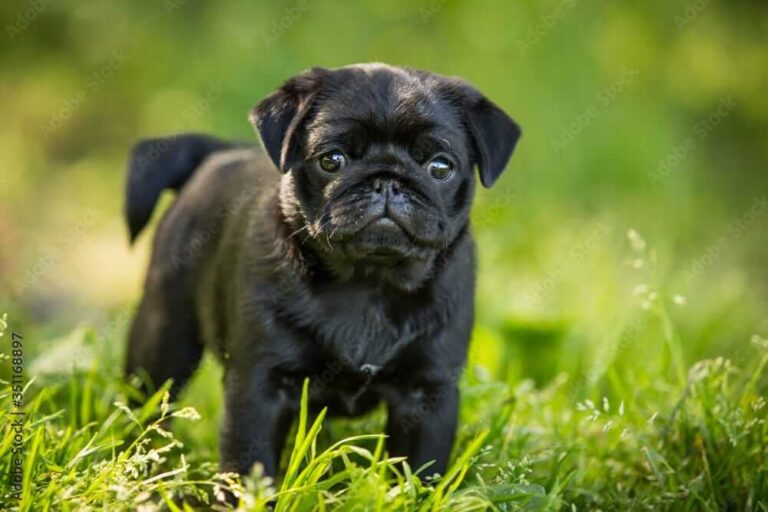 Pug Dog Breed: Care, Temperament, and Facts