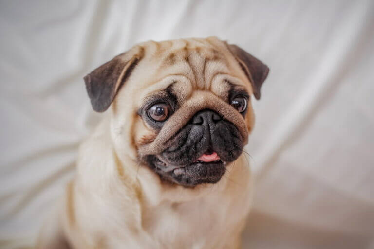 Pug Temperament and Personality