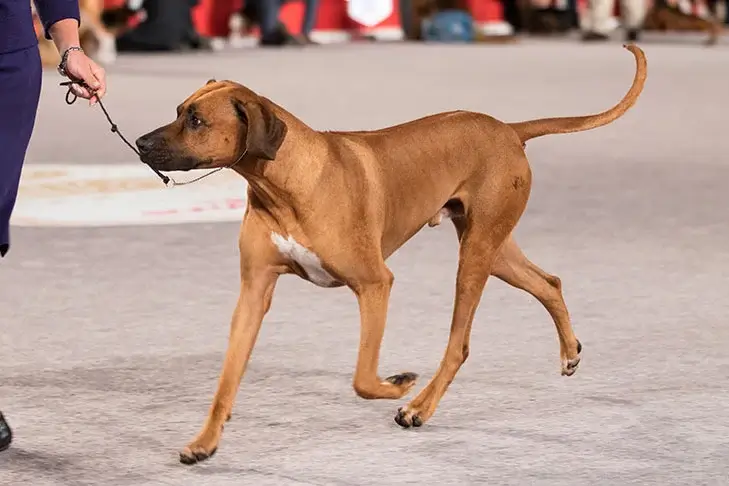 Discover All About Rhodesian Ridgeback Dogs: Breed, Temperament, Facts 