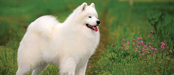 samoyed dog Temperament and Personality